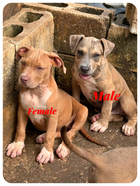 Pitbull X Bully Mix Pups