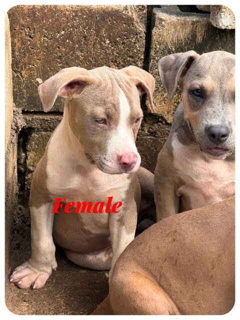 Pitbull X Bully Mix Pups