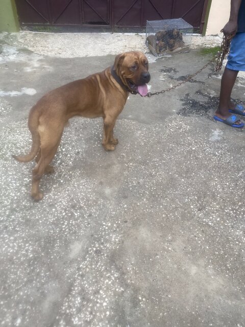 2 Year Old Male Bull Mastiff