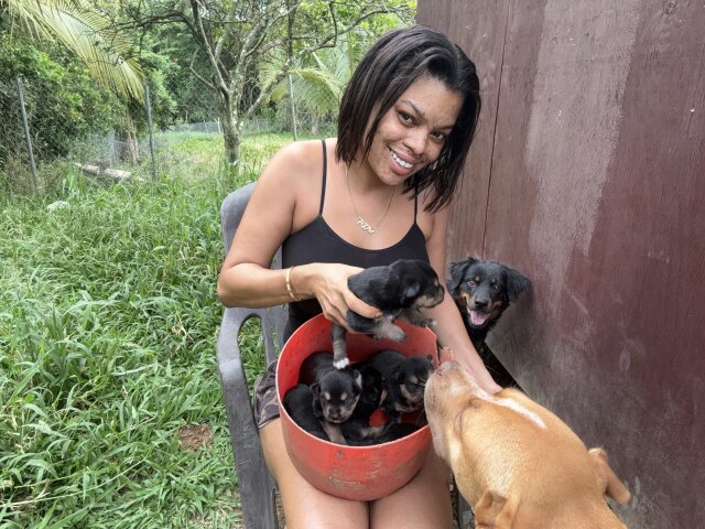 ROTTI AKITA DOG For Sale