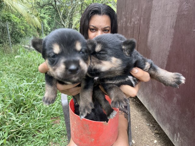 ROTTI AKITA DOG For Sale