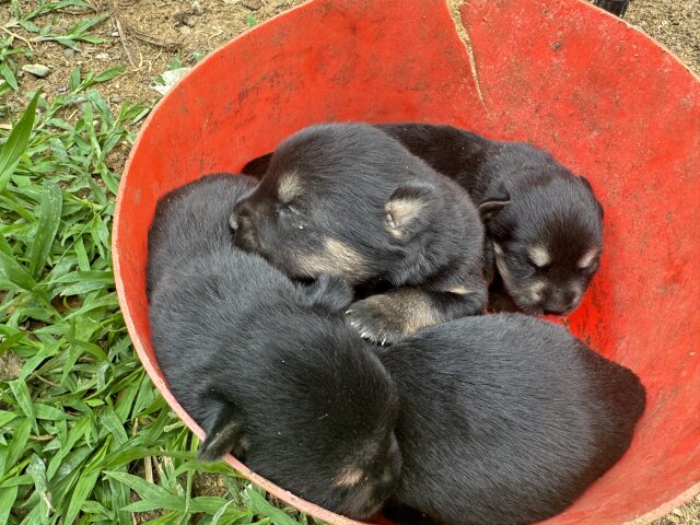 ROTTI AKITA DOG For Sale