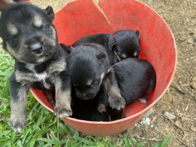 ROTTI AKITA DOG For Sale