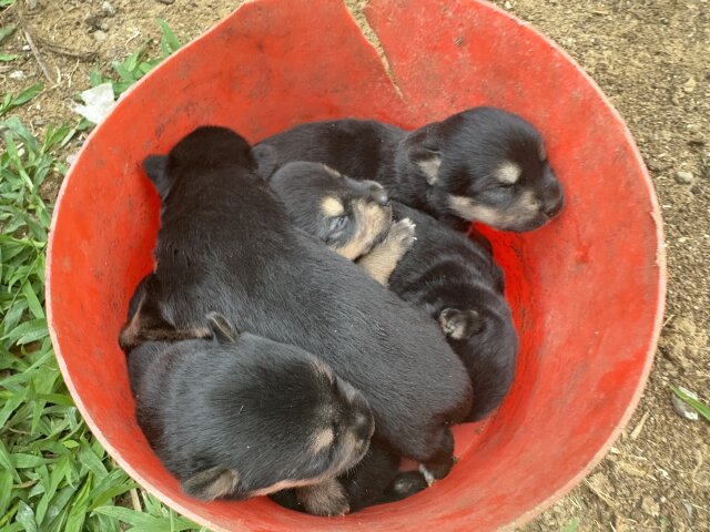 ROTTI AKITA DOG For Sale