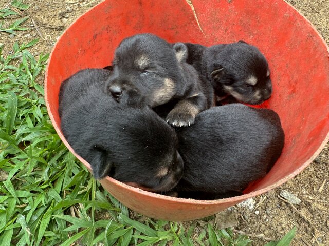 ROTTI AKITA DOG For Sale