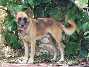 Akita-Sheperd, 2 Year Male Guarddog