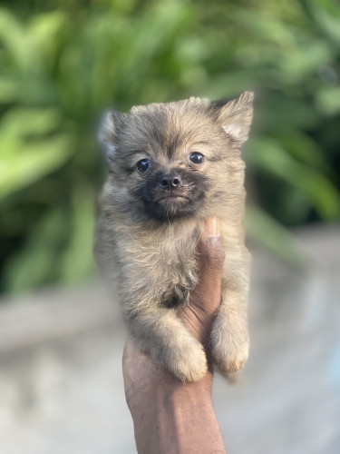 Pomeranian Puppies 