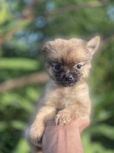 Pomeranian Puppies 