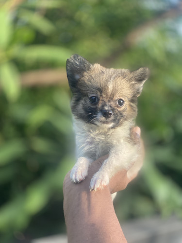 Pomeranian Puppies 