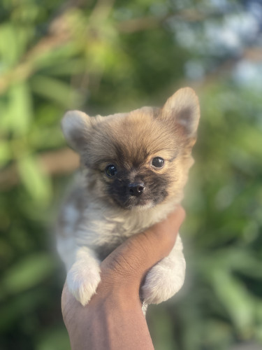 Pomeranian Puppies 