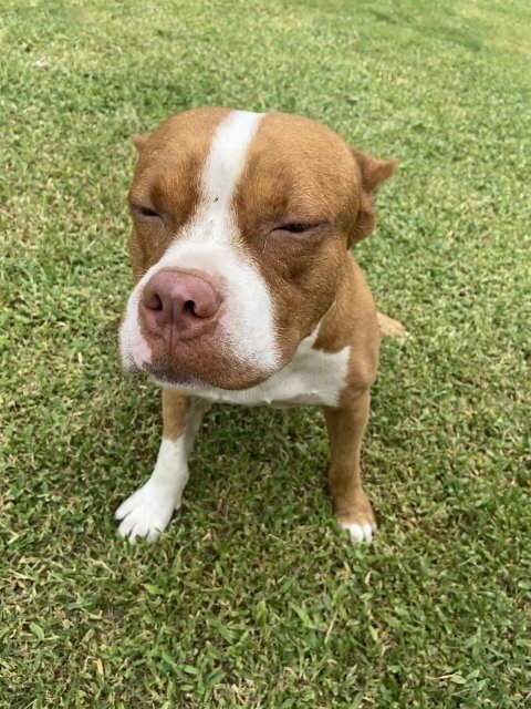 Pitbull Mix With Bully