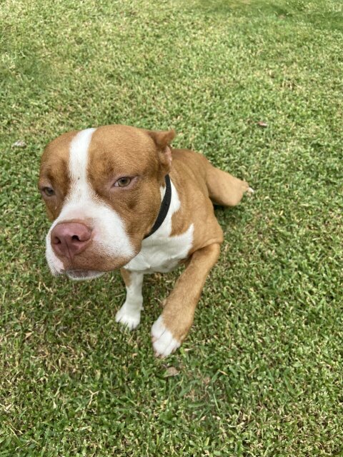 Pitbull Mix With Bully