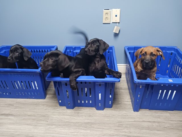 Great Dane Mixed With Labrador