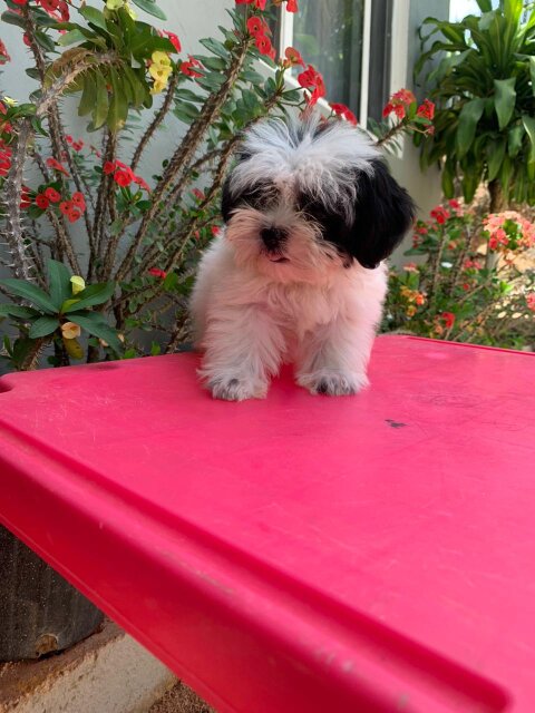 Shihtzu