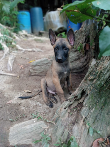 Malinois /Belgian Shepherd 