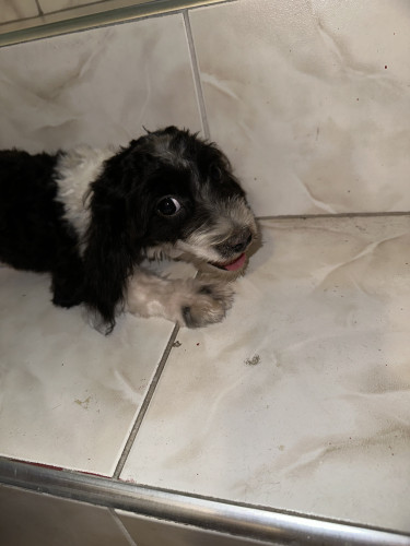 Shih-Poo Puppies Fully Vaccinated 