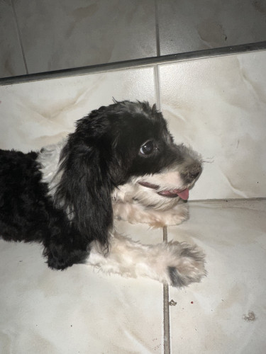 Shih-Poo Puppies Fully Vaccinated 