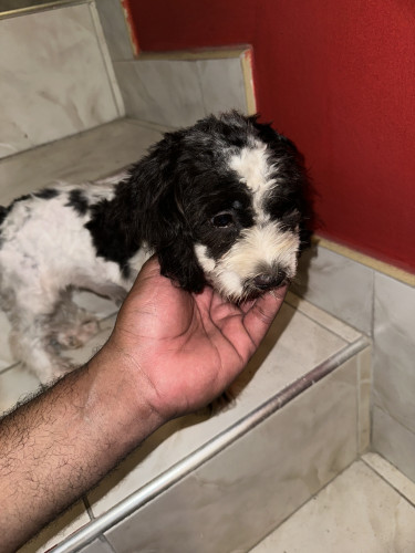 Shih-Poo Puppies Fully Vaccinated 