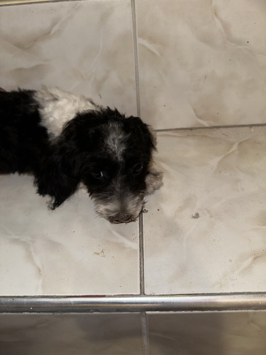 Shih-Poo Puppies Fully Vaccinated 