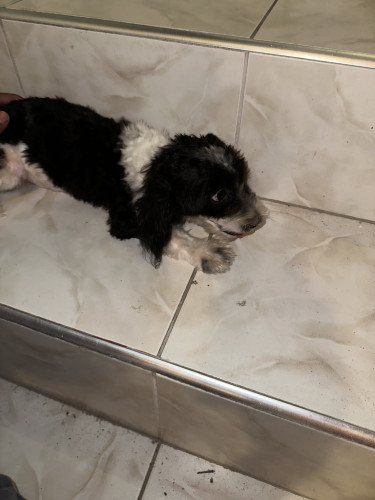 Shih-Poo Puppies Fully Vaccinated 