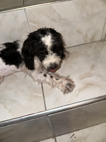 Shih-Poo Puppies Fully Vaccinated 