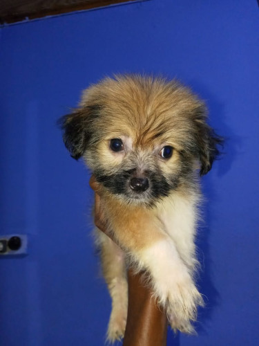 Shi Tzu Pomeranian (Male) Puppies For Sale