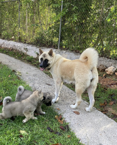 Akita Puppies Purebred 