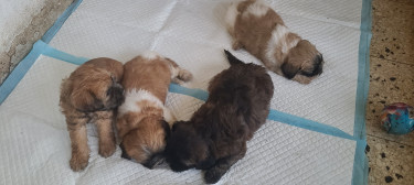 Shish Tzu Puppies 