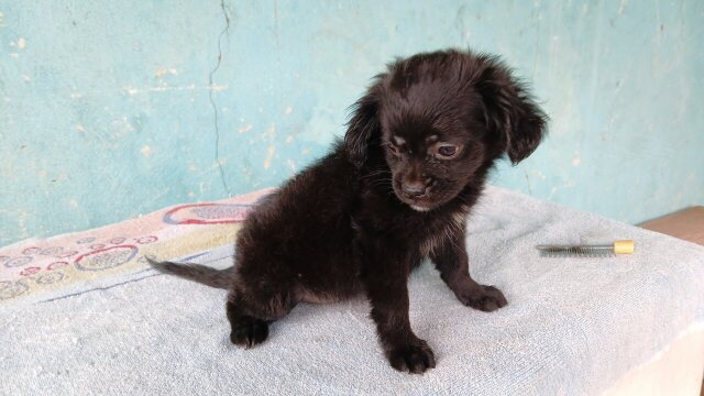 3 1/4 Shi-tzu X Pomeranian 10 Weeks