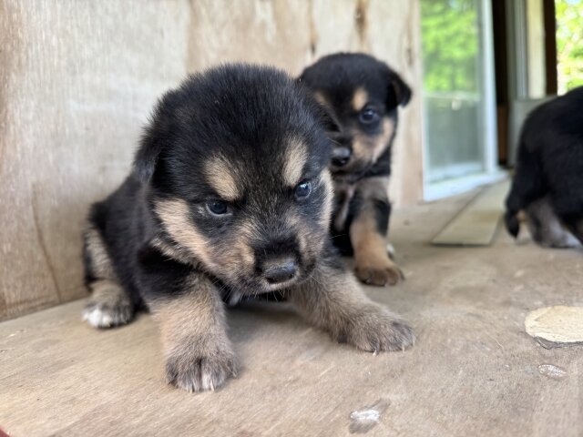 AKITA X ROTTWEILER PUPPIES  MIX FOR SALE