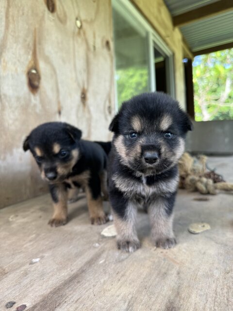 AKITA X ROTTWEILER PUPPIES  MIX FOR SALE