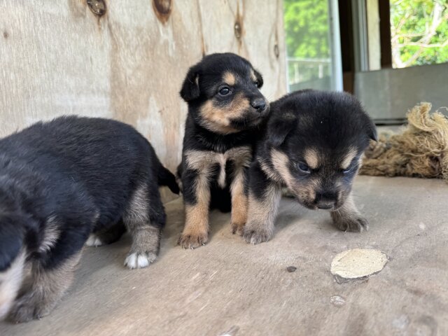 AKITA X ROTTWEILER PUPPIES  MIX FOR SALE