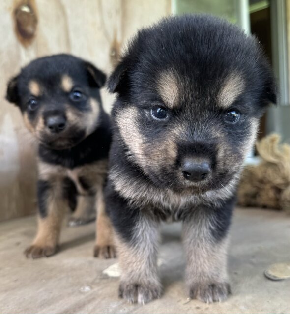 AKITA X ROTTWEILER PUPPIES  MIX FOR SALE