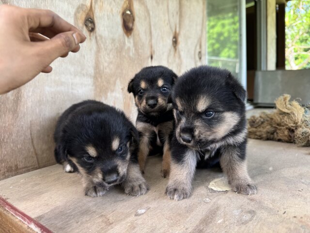 AKITA X ROTTWEILER PUPPIES  MIX FOR SALE