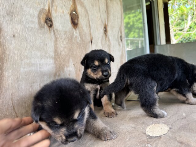 AKITA X ROTTWEILER PUPPIES  MIX FOR SALE