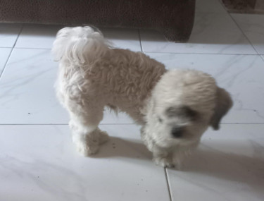 Male Dog Shipoo 1 Year 3 Months