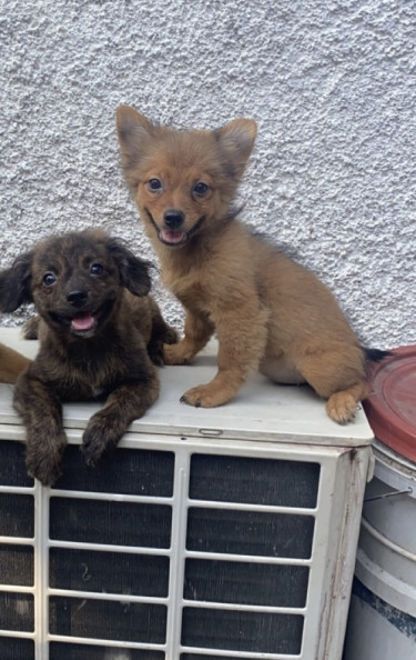 Female Shitzu Pomeranian Mixed Fully Vaccinated 