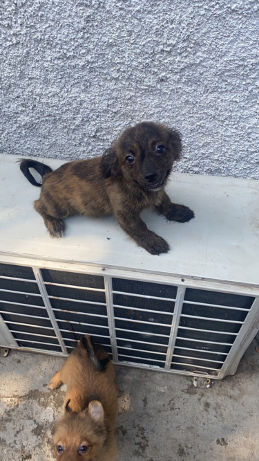 Female Shitzu Pomeranian Mixed Fully Vaccinated 