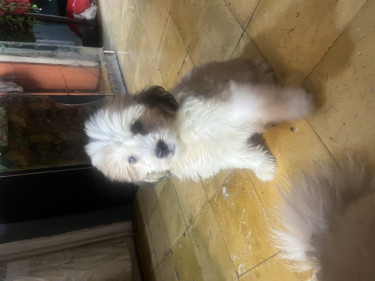 Female Shihpoo