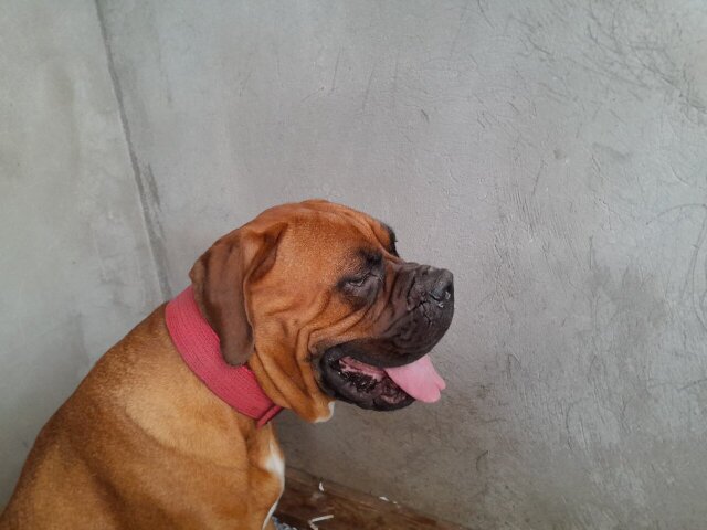 Bull Mastiff Mix