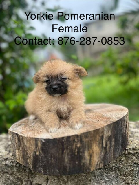 Yorkie Mix Pomeranian