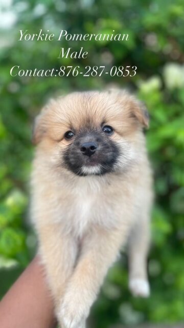 Yorkie Mix Pomeranian