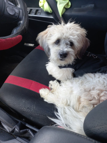 Adorable  Male Poodle Mix Puppy For Sale