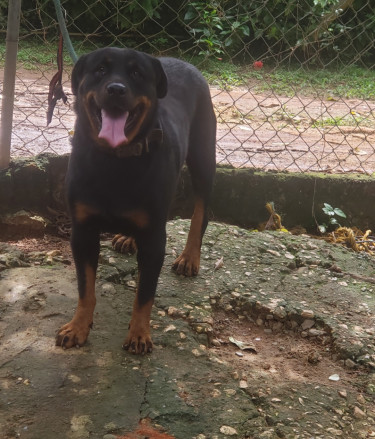 3+ Year Old Registered Female Rottweiler