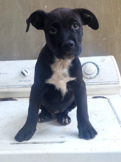 Pitbull Rottweiler Mix