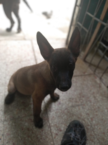 Belgian Malinois/ Belgian Shepherd 