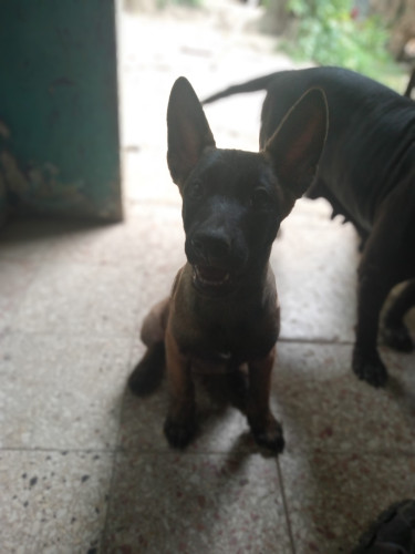 Belgian Malinois/ Belgian Shepherd 