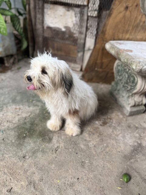 Shih Tzu Dog For Sale