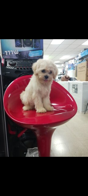 Shihtzu Poodle Male