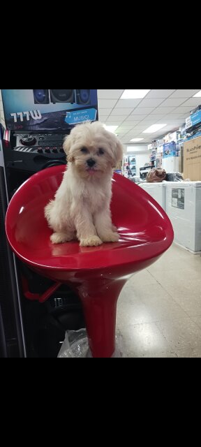 Shihtzu Poodle Male